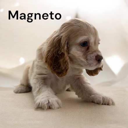 puppy, for, sale, Cocker Spaniel, Joe & Cherri  Overlease, dog, breeder, Miller, MO, dog-breeder, puppy-for-sale, forsale, nearby, find, puppyfind, locator, puppylocator, aca